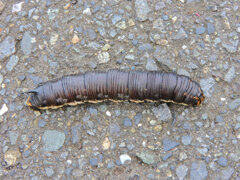 エビガラスズメ終齢幼虫　1/2