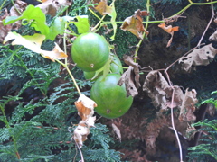 キカラスウリ（黄烏瓜）実４