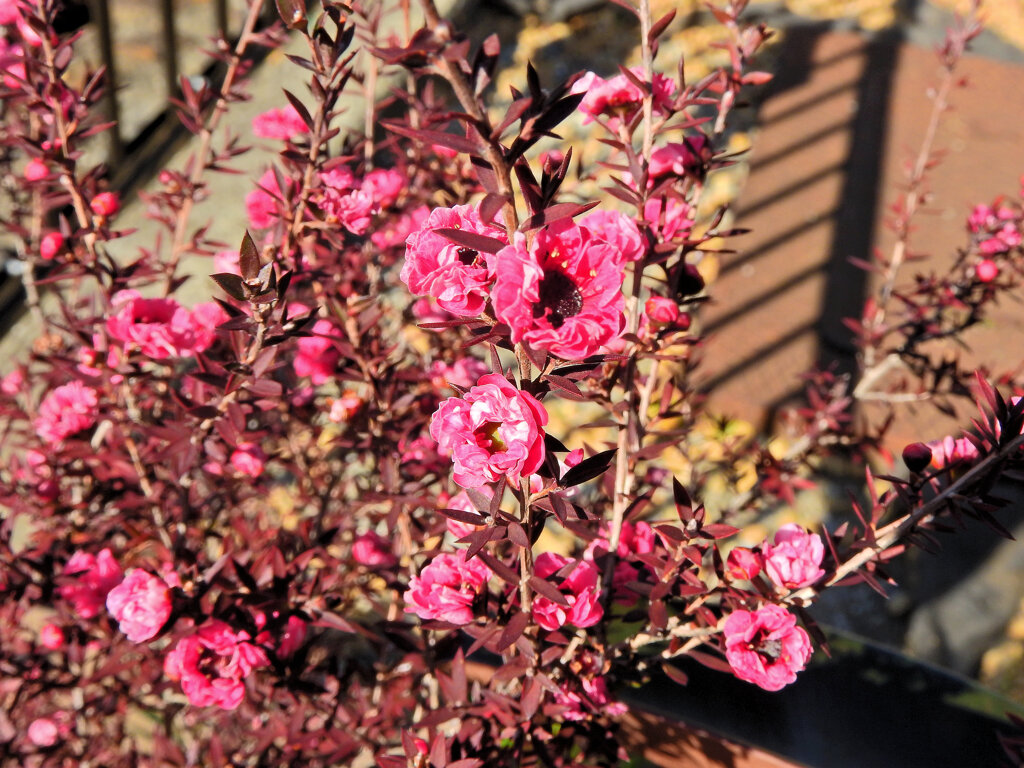 御柳梅 （ぎょりゅうばい）（ティーツリー）２