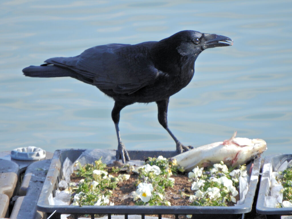 等々力緑地公園・・釣り堀池・・花イカダで　２