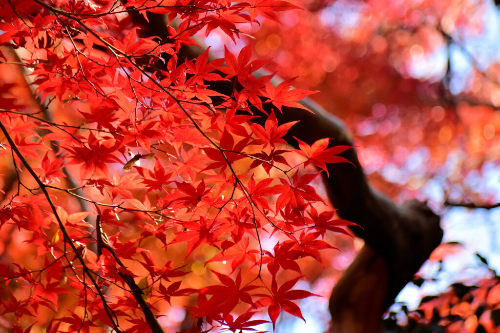 紅葉　在庫処分　１
