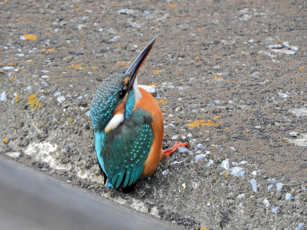 久々のカワセミ　さん　３