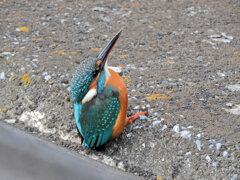 久々のカワセミ　さん　３