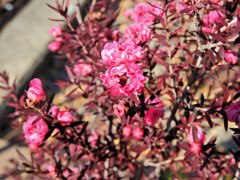 御柳梅 （ぎょりゅうばい）（ティーツリー）３