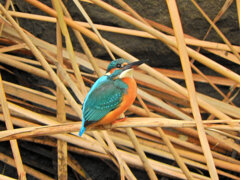 昨日のカワセミ　さん　６