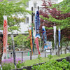 近所のせせらぎ遊歩道で鯉のぼり　４