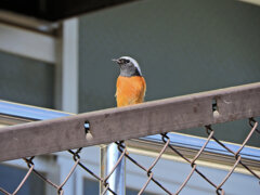 久々のジョビ男君　２