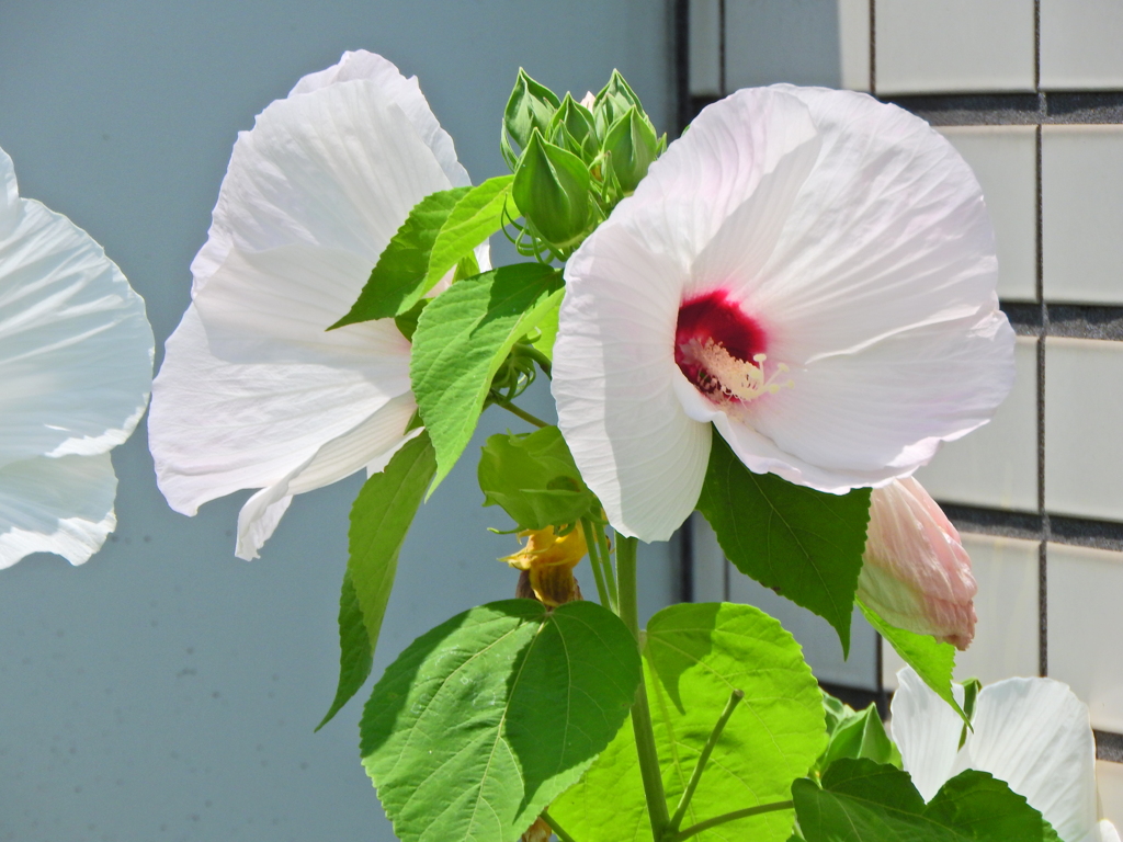 タイタンビカス ピーチホワイト　５