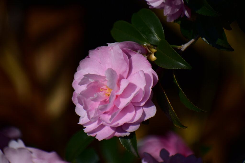 山茶花　１０