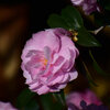 山茶花　１０