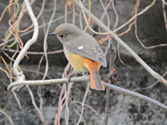 ジョビ子　さん　こっち向いてぇ　５