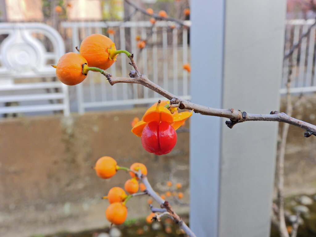 弾けた　ツルウメモドキ（蔓梅擬）８