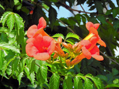 「アメリカ凌霄花」２