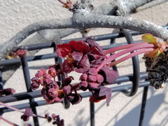 ミツバアケビの花　３