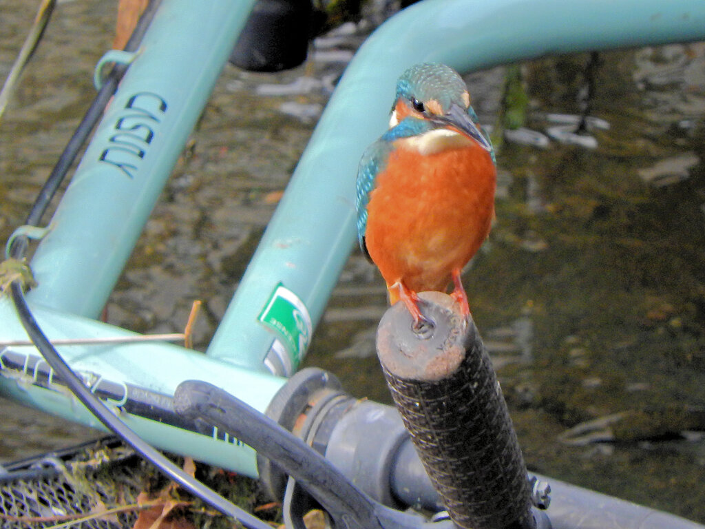 河川に捨てられた自転車のハンドルに・・・　翡翠さん　５