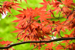 春紅葉　11