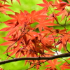 春紅葉　11