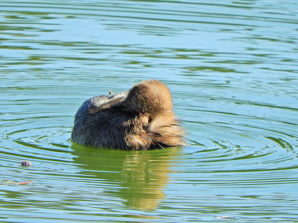 カイツブリ　さん　２