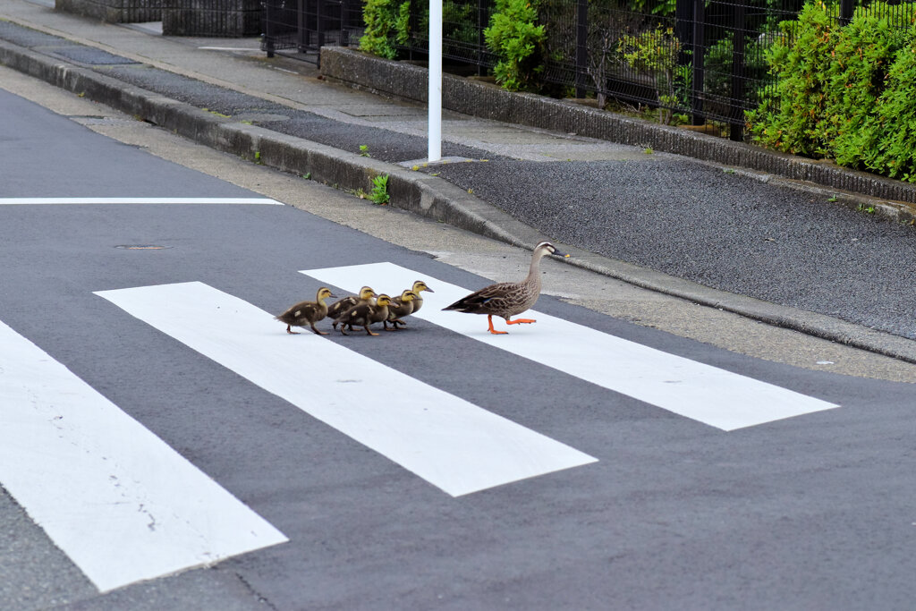 カルガモ一家　雛5羽　移動に密着　１２