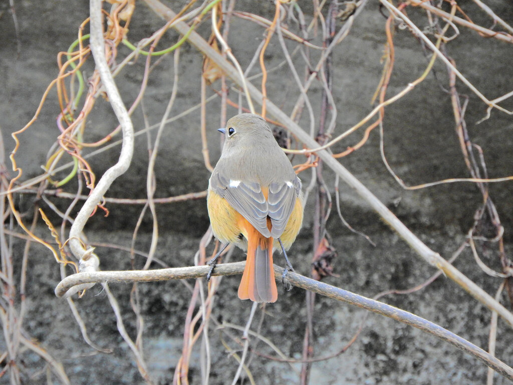 ジョビ子　さん　こっち向いてぇ　１