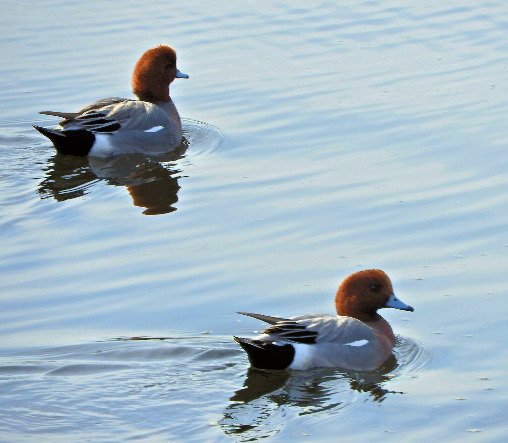 ヒドリガモ （緋鳥鴨）さん　２
