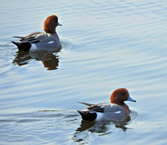 ヒドリガモ （緋鳥鴨）さん　２