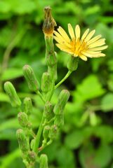 秋野芥子(アキノノゲシ)4 秋野芥子(アキノノゲシ)4
