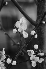 風姿花伝