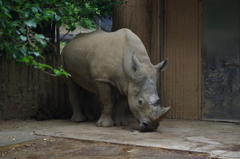 シャイなサイ