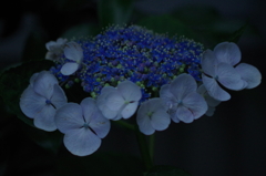 暮れる青