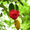紅一点か三色か