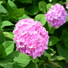 紫陽花と柏餅