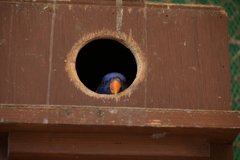 インコ「あ、今入ってます」