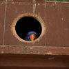 インコ「あ、今入ってます」