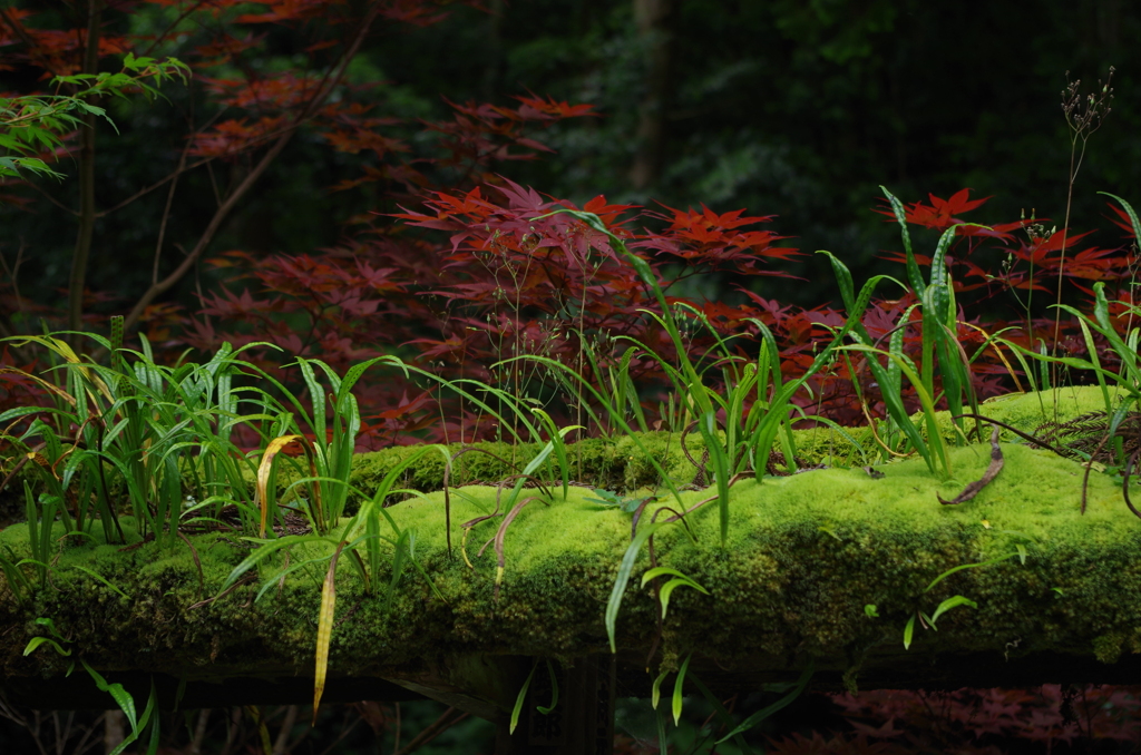 苔のむすまで