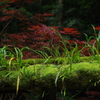 苔のむすまで
