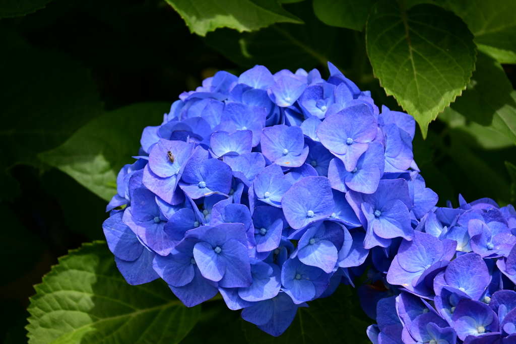 僕と紫陽花と...君は誰？