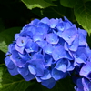 僕と紫陽花と...君は誰？