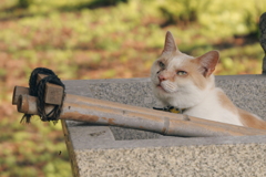 猫ポートレート③