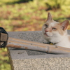 猫ポートレート③