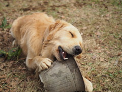 犬ポートレート