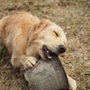 犬ポートレート