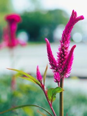 Drop You Vivid Colours