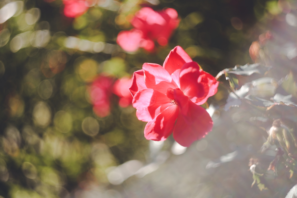 Roses are red