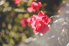 Roses are red