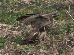 ノスリの若鳥