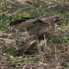 ノスリの若鳥