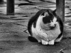 猫ポートレート⑤