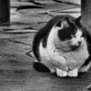 猫ポートレート⑤