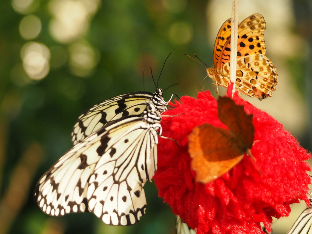 Butterfly Kisses
